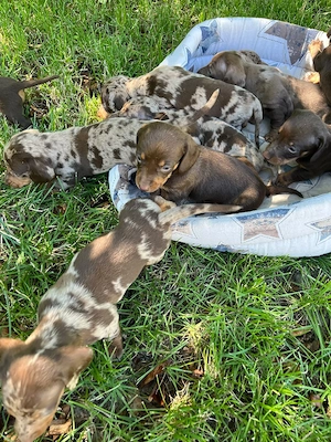 Teckel Dachshund pui - imagine 3