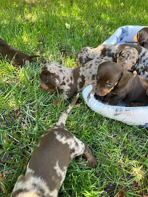 Teckel Dachshund pui - imagine 2