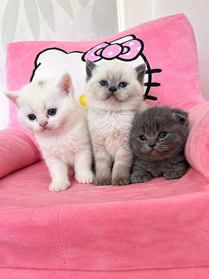 Băiețel scottish fold blue - imagine 3
