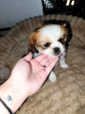 Pechinez pentru adopție 