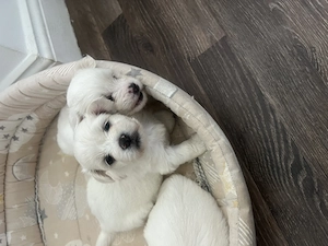 Bichon maltez rasa pura - imagine 2