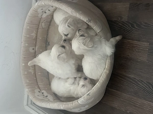 Bichon maltez 