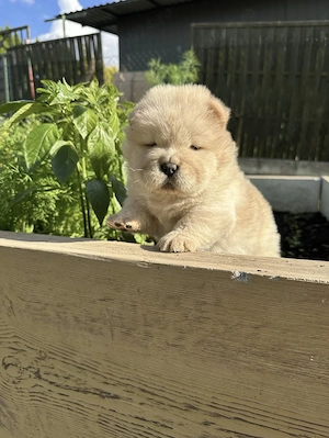 Chow chow rasa pură  - imagine 4