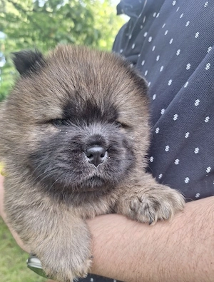 Chow chow rasa pură  - imagine 2