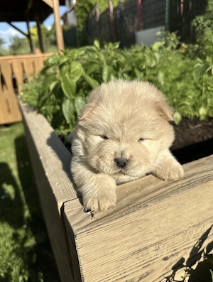 Chow chow rasa pură  - imagine 5