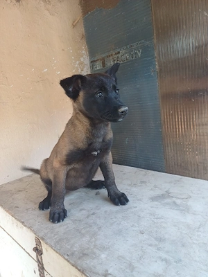 Catei Ciobanesc Belgian Malinois