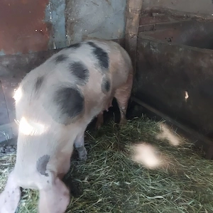 purcea de vânzare 