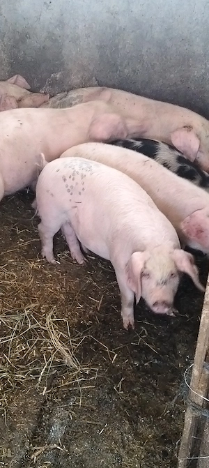 Șoldani de la 30-40 kg