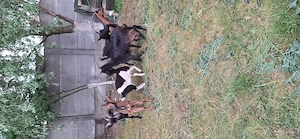 Vand urgent 5 capra foarte frumosi  - imagine 2
