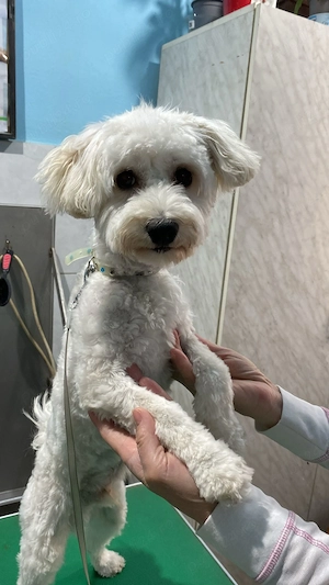 Maltipoo de vânzare 
