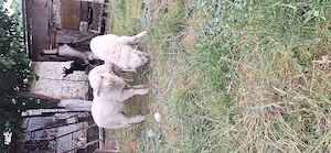 Van urgent 3 Berbeci   - imagine 3