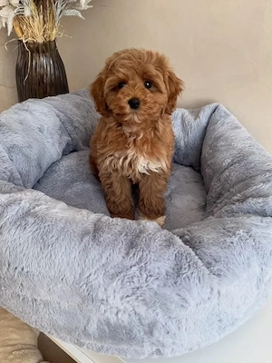 maltipoo toy