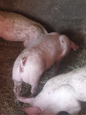 Porci de vanzare  - imagine 3