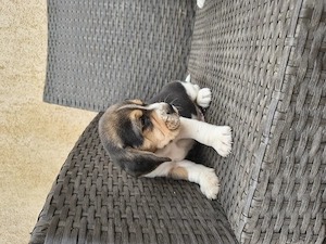 Căței Beagle rasa pura - imagine 5