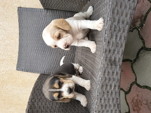 Căței Beagle rasa pura - imagine 4