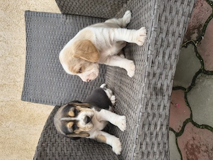 Căței Beagle rasa pura - imagine 3