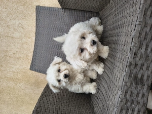 Bichon Bologneze  - imagine 3