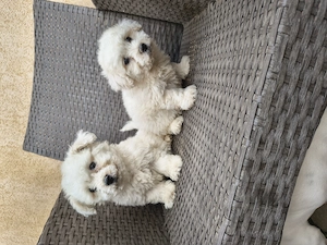 Bichon Bologneze 