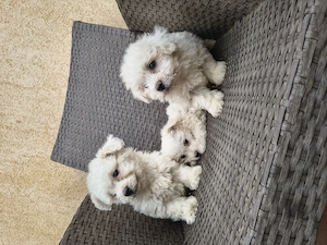 Bichon Bologneze  - imagine 2