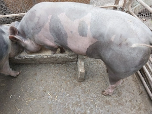 Porci Pietrain (castrați de mici)si scrofițe Pietrain apte pentru reproductie - imagine 3