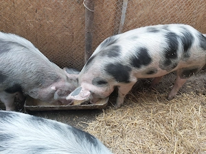 Porci Pietrain (castrați de mici)si scrofițe Pietrain apte pentru reproductie