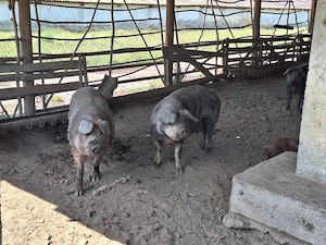 Porci Duroc   carne   200 kg   crescuți natural, în libertate - imagine 2