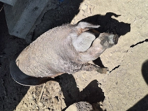 Porci Duroc   carne   200 kg   crescuți natural, în libertate - imagine 3