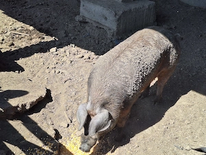 Porci Duroc   carne   200 kg   crescuți natural, în libertate - imagine 4