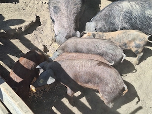 Porci Duroc   carne   200 kg   crescuți natural, în libertate - imagine 5
