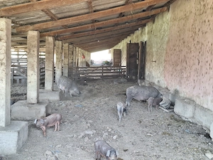 Purcei Duroc   crescuți natural, sănătoși   disponibil imediat - imagine 3