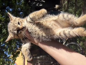 Pui Pisici Norvegiana de padure MIX DONATIE - imagine 2