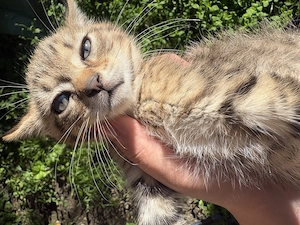 Pui Pisici Norvegiana de padure MIX DONATIE - imagine 3