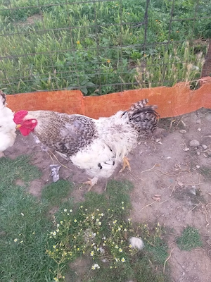 Cocos.brahma