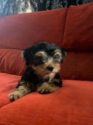 Yorkshire Terrier, băiețel și fetiță, 2 luni, foarte jucăuși - imagine 2