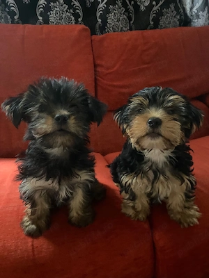 Yorkshire Terrier, băiețel și fetiță, 2 luni, foarte jucăuși - imagine 4