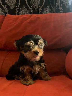 Yorkshire Terrier, băiețel și fetiță, 2 luni, foarte jucăuși - imagine 3