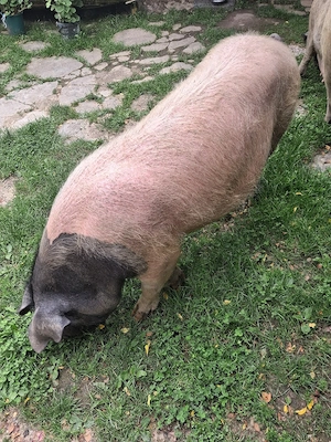 Porc de aproximativ 130kg - imagine 2