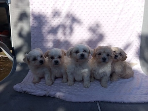 bichon maltez