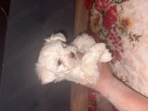 Câini bichon mini toy  - imagine 2