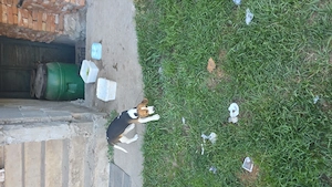 Vand catelusa beagle - imagine 5