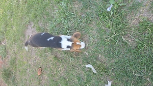 Vand catelusa beagle - imagine 4