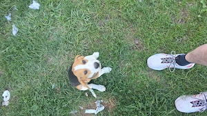 Vand catelusa beagle - imagine 3