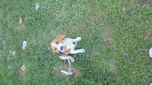 Vand catelusa beagle - imagine 2