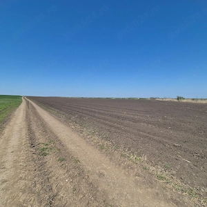 GRADISTEA - Sat Sitaru, teren agricol 11.961mp, ideal investitie - imagine 5