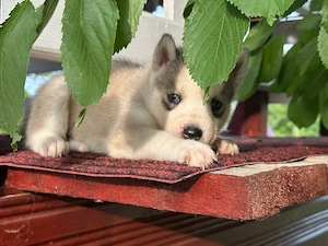 Husky Siberian