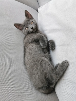 British Shorthair