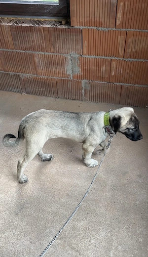 Kangal 3 luni - imagine 5
