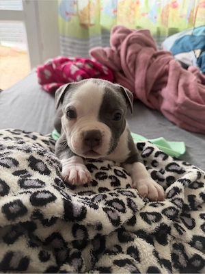     American Bully superb, pui sănătoși - imagine 2