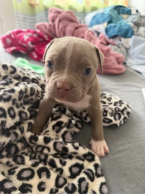     American Bully superb, pui sănătoși - imagine 2