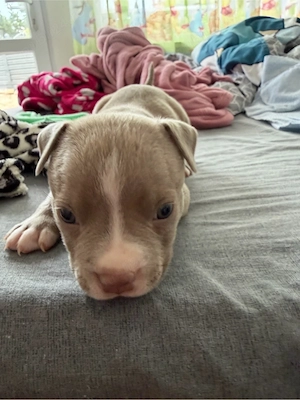     American Bully superb, pui sănătoși
